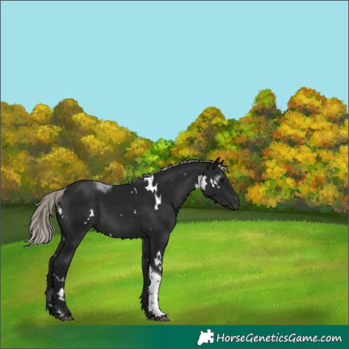 Horse Color:Gray White Spotted Silver Brown Tobiano 