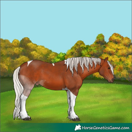 Horse Color:Silver Brown Tobiano 