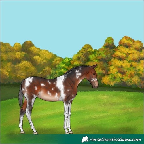 Horse Color:White Spotted Bay Tobiano 