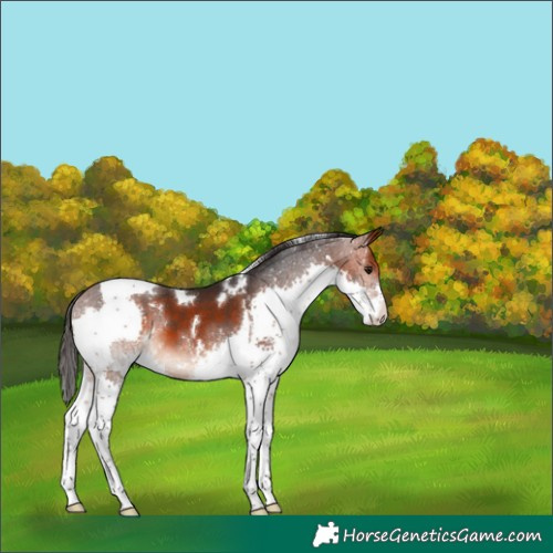 Horse Color:White Spotted Bay Splash Tobiano 