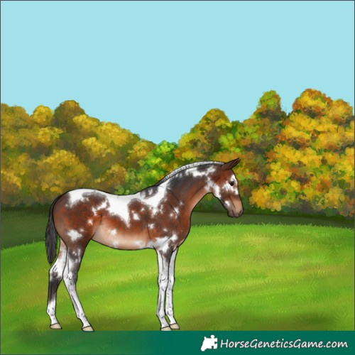 Horse Color:White Spotted Brown Tobiano 