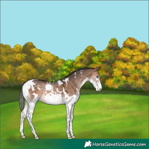 Horse Color:White Spotted Brown Dun Splash Tobiano 
