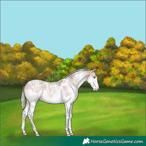 Horse Color:White Spotted Silver Bay Roan Splash 