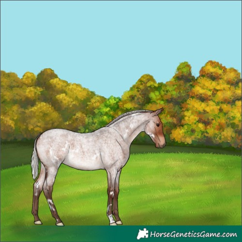 Horse Color:White Spotted Silver Bay Roan 