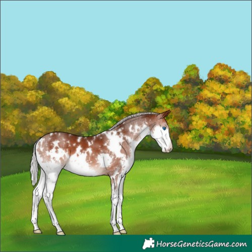 Horse Color:White Spotted Silver Brown Splash 