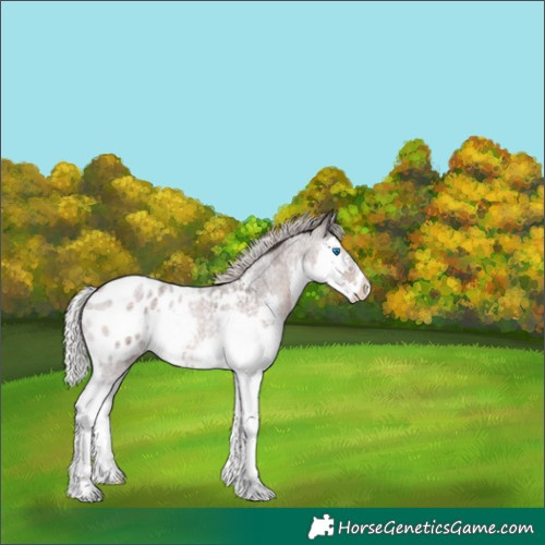 Horse Color:Silver Brown Roan Splash Appaloosa 