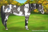 Horse Color:White Spotted Grullo Splash Frame
