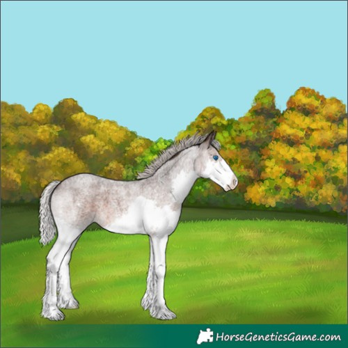Horse Color:Silver Brown Roan Splash 