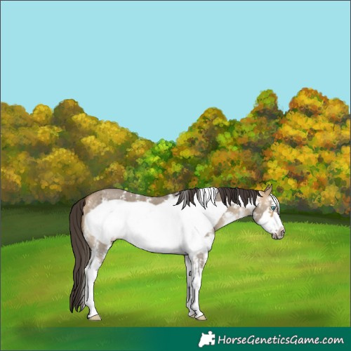 Horse Color:Buckskin Dun Sabino Frame 