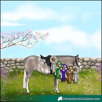 Horse Color:Silver Black Sabino