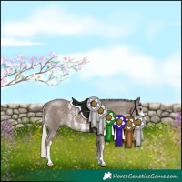 Horse Color:Silver Black Sabino 