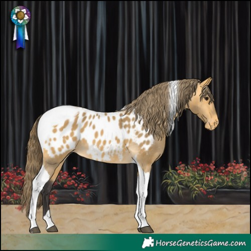Horse Color:Buckskin Tobiano Near Leopard 