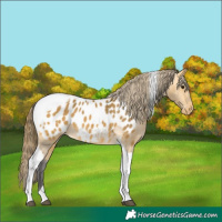 Horse Color:Buckskin Tobiano Appaloosa