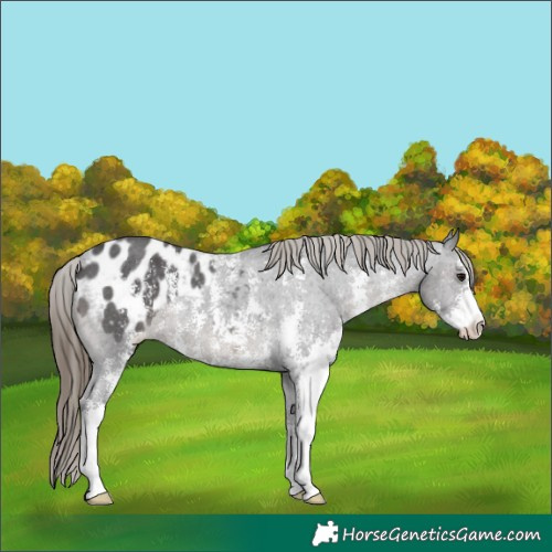 Horse Color:Smoky Black Sabino Appaloosa
