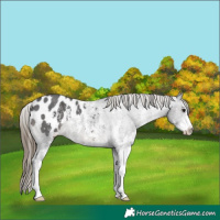 Horse Color:Smoky Black Sabino Appaloosa 