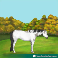 Horse Color:Grullo Sabino Frame