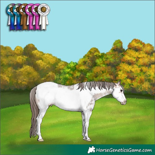 Horse Color:Bay Sabino Frame Appaloosa 