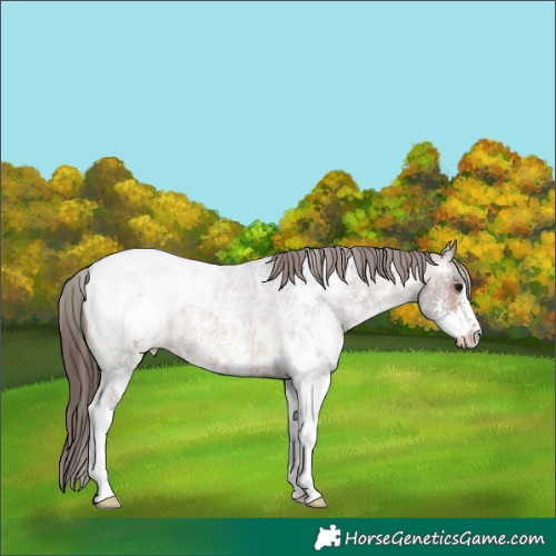 Horse Color:Bay Roan Sabino Appaloosa