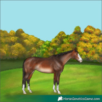 Horse Color:Bay 