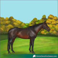Horse Color:Brown 