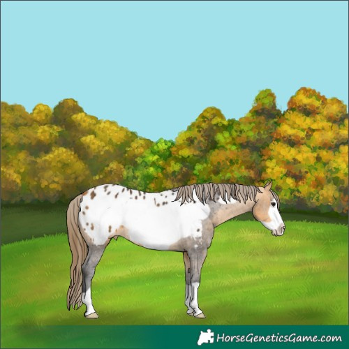 Horse Color:Buckskin Frame Appaloosa 