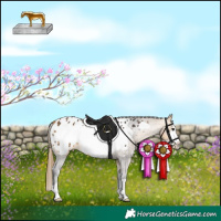 Horse Color:Buckskin Frame Appaloosa