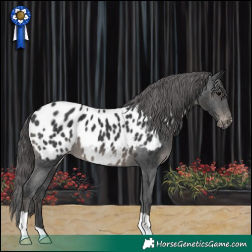 Horse Color:Black Appaloosa 