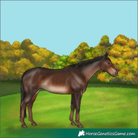 Horse Color:Liver Chestnut 