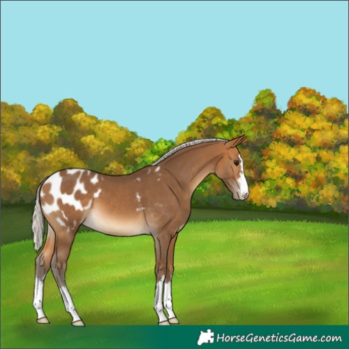 Horse Color:Silver Buckskin Appaloosa 