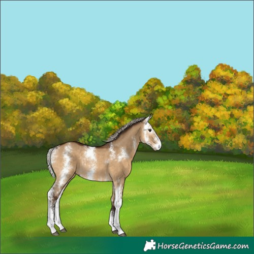 Horse Color:Gray Silver Bay Dun Sabino Rabicano 