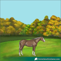 Horse Color:Silver Smoky Black