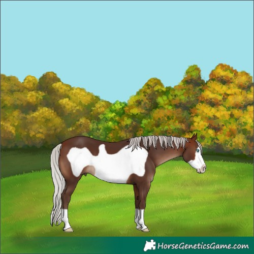Horse Color:Silver Brown Frame
