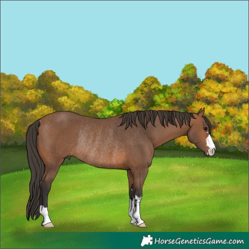 Horse Color:Bay Rabicano