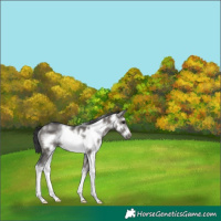 Horse Color:Grullo Sabino Frame Rabicano
