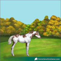 Horse Color:Silver Brown Sabino Frame Appaloosa 