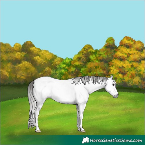 Horse Color:Gray Black Sabino Frame Appaloosa 
