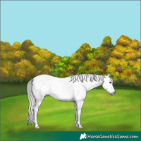 Horse Color:Gray Black Sabino Frame Appaloosa 