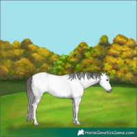 Horse Color:Gray Black Sabino Frame Appaloosa