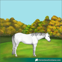 Horse Color:Gray Black Sabino Frame Appaloosa 