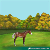 Horse Color:Silver Brown Varnish 