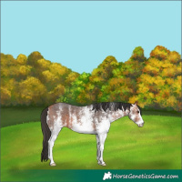 Horse Color:White Spotted Bay 
