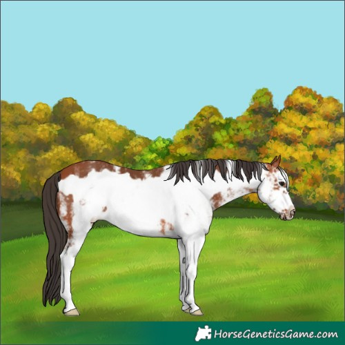 Horse Color:White Spotted Bay Frame