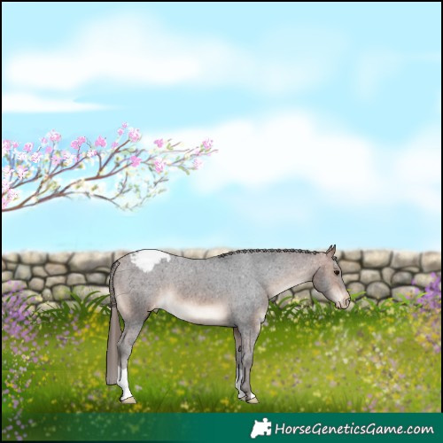 Horse Color:Bay Snowcap 