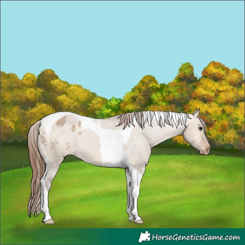 Horse Color:Bay Dun Tobiano Appaloosa 