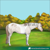Horse Color:Bay Dun Tobiano Appaloosa 