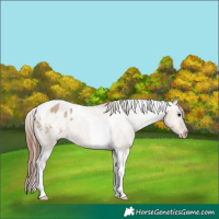 Horse Color:Bay Dun Tobiano Appaloosa 