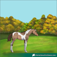 Horse Color:Bay Dun Tobiano Appaloosa 