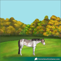 Horse Color:Bay Sabino Appaloosa 
