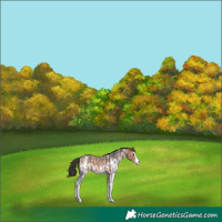 Horse Color:Bay Sabino Appaloosa 