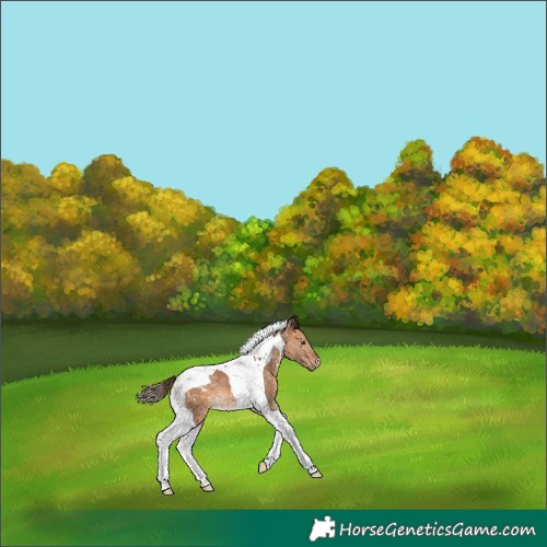 Horse Color:Bay Dun Tobiano Snowcap 